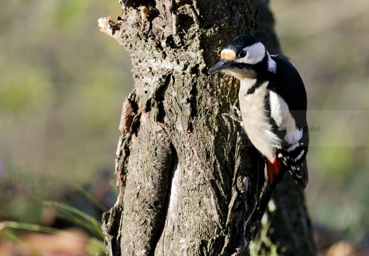 PICCHIO ROSSO MAGGIORE; Great Spotted Woodpecker; Dendrocopos major