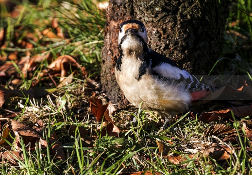 PICCHIO ROSSO MAGGIORE; Great Spotted Woodpecker; Dendrocopos major