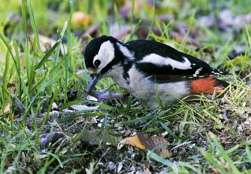 PICCHIO ROSSO MAGGIORE; Great Spotted Woodpecker; Dendrocopos major