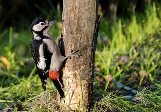 PICCHIO ROSSO MAGGIORE; Great Spotted Woodpecker; Dendrocopos major