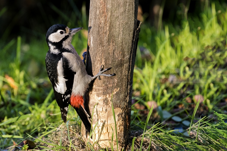 PICCHIO ROSSO MAGGIORE; Great Spotted Woodpecker; Dendrocopos major