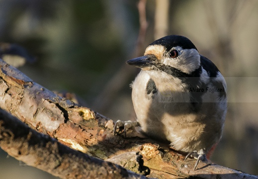 PICCHIO ROSSO MAGGIORE; Great Spotted Woodpecker; Dendrocopos major