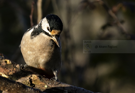PICCHIO ROSSO MAGGIORE; Great Spotted Woodpecker; Dendrocopos major