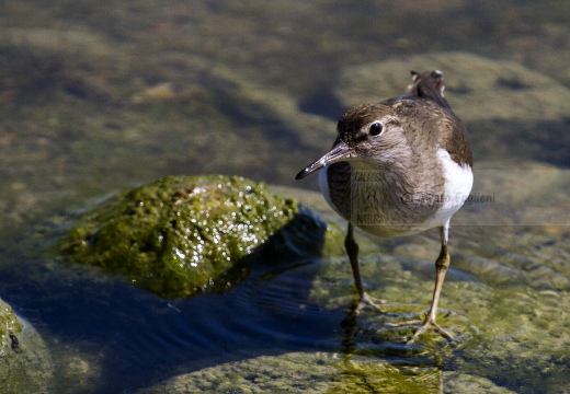 PIRO PIRO PICCOLO, Common Sandpiper, Actitis hypoleucos