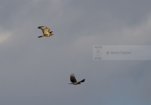 POIANA; Common Buzzard; Buteo buteo