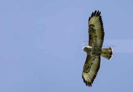 POIANA; Common Buzzard; Buteo buteo