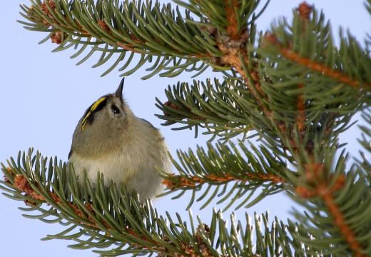 REGOLO; Goldcrest; Regulus regulus 