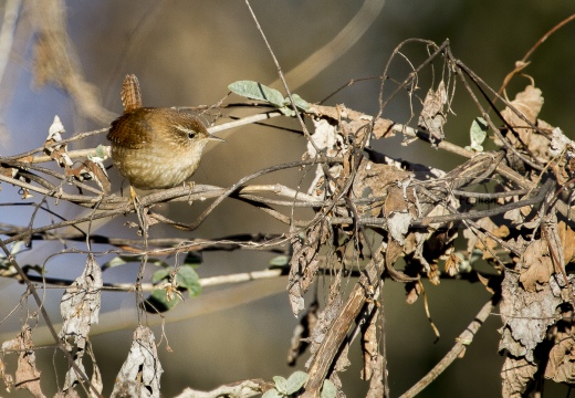 SCRICCIOLO; Wren; Troglodytes troglodytes