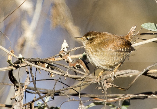 SCRICCIOLO; Wren; Troglodytes troglodytes