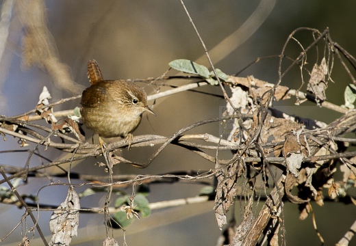SCRICCIOLO; Wren; Troglodytes troglodytes