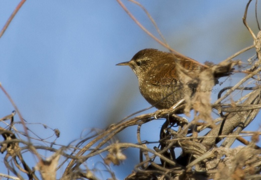 SCRICCIOLO; Wren; Troglodytes troglodytes