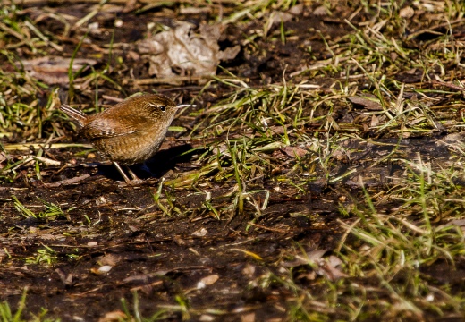 SCRICCIOLO; Wren; Troglodytes troglodytes