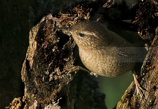 SCRICCIOLO; Wren; Troglodytes troglodytes