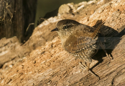 SCRICCIOLO; Wren; Troglodytes troglodytes