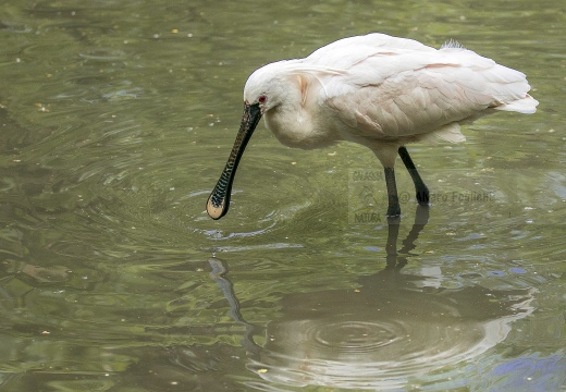 SPATOLA; Spoonbill; Platalea leucorodia 