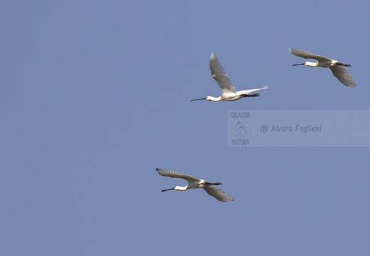 SPATOLA; Spoonbill; Platalea leucorodia 