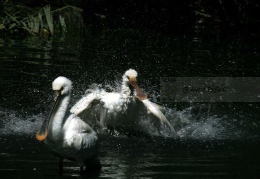 SPATOLA; Spoonbill; Platalea leucorodia 