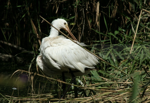 SPATOLA; Spoonbill; Platalea leucorodia 