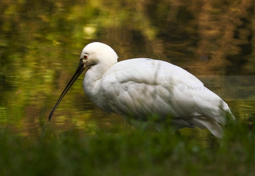 SPATOLA; Spoonbill; Platalea leucorodia 