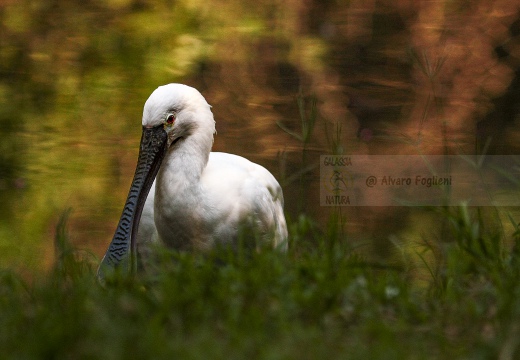 SPATOLA; Spoonbill; Platalea leucorodia 