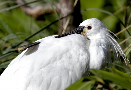 SPATOLA; Spoonbill; Platalea leucorodia 