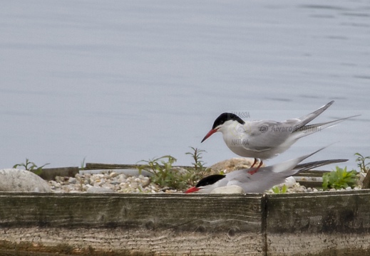 STERNA COMUNE; Common Tern; Sterna hirundo 