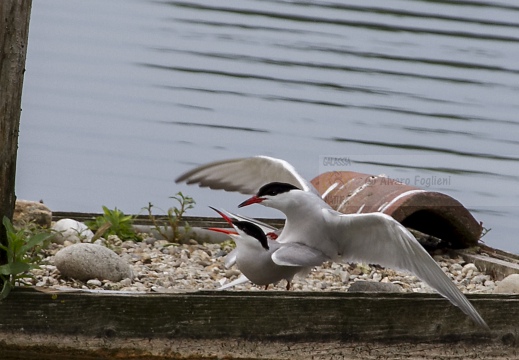 STERNA COMUNE; Common Tern; Sterna hirundo 