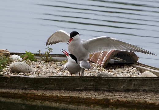 STERNA COMUNE; Common Tern; Sterna hirundo 