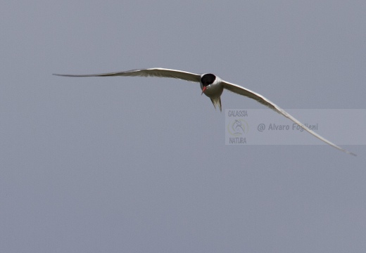 STERNA COMUNE; Common Tern; Sterna hirundo 