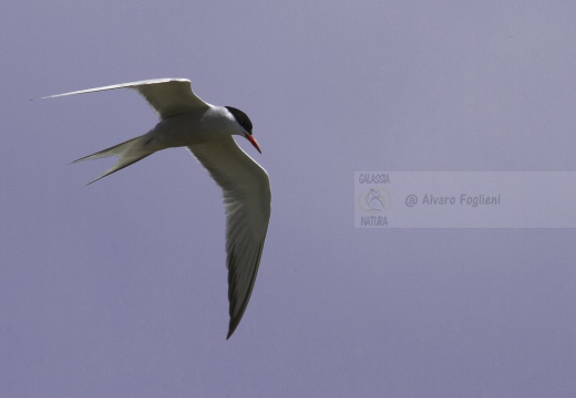 STERNA COMUNE; Common Tern; Sterna hirundo 