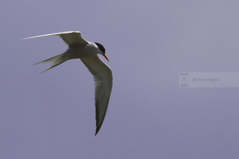 STERNA COMUNE; Common Tern; Sterna hirundo 