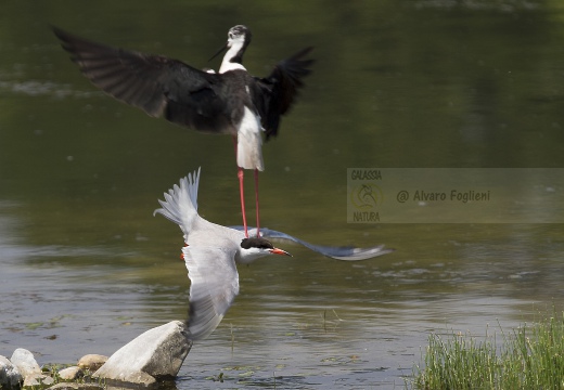 STERNA COMUNE; Common Tern; Sterna hirundo 