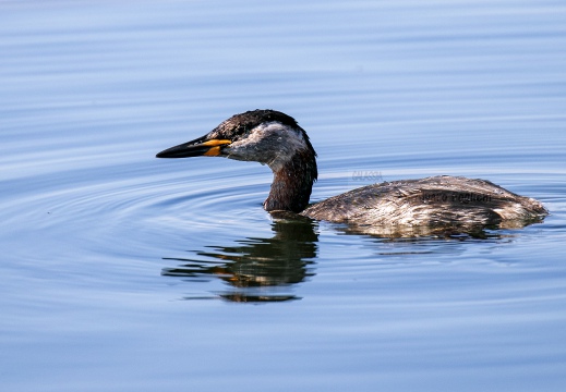 SVASSO COLLOROSSO; Red-necked Grebe; Podiceps grisegena