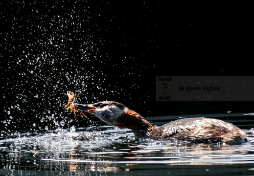 SVASSO COLLOROSSO; Red-necked Grebe; Podiceps grisegena