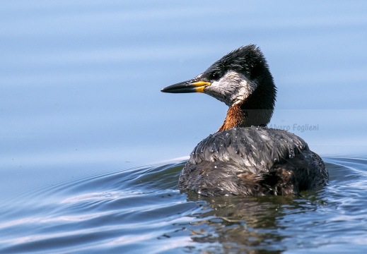 SVASSO COLLOROSSO; Red-necked Grebe; Podiceps grisegena