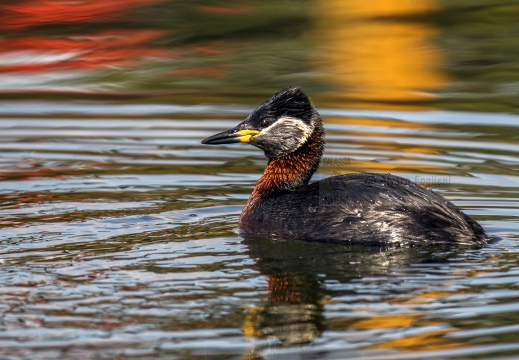 SVASSO COLLOROSSO; Red-necked Grebe; Podiceps grisegena