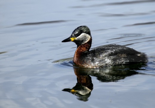 SVASSO COLLOROSSO; Red-necked Grebe; Podiceps grisegena