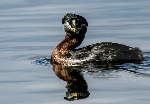 SVASSO COLLOROSSO; Red-necked Grebe; Podiceps grisegena