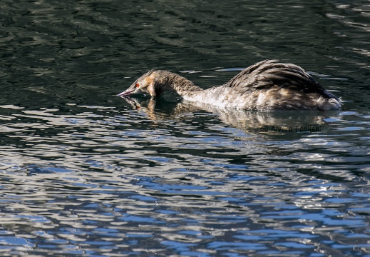 SVASSO MAGGIORE;  Great Crested Grebe; Podiceps cristatus