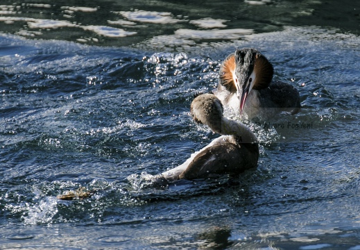 SVASSO MAGGIORE;  Great Crested Grebe; Podiceps cristatus