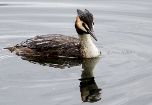 SVASSO MAGGIORE;  Great Crested Grebe; Podiceps cristatus