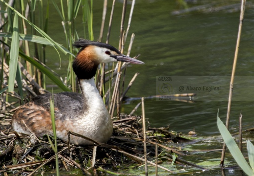 SVASSO MAGGIORE;  Great Crested Grebe; Podiceps cristatus