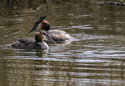 SVASSO MAGGIORE;  Great Crested Grebe; Podiceps cristatus