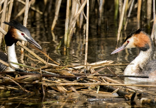 SVASSO MAGGIORE;  Great Crested Grebe; Podiceps cristatus