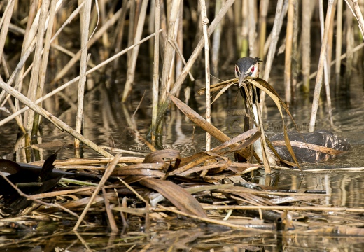 SVASSO MAGGIORE;  Great Crested Grebe; Podiceps cristatus
