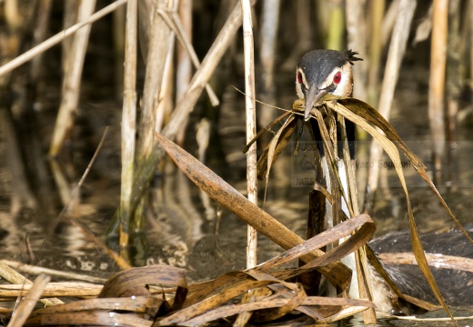 SVASSO MAGGIORE;  Great Crested Grebe; Podiceps cristatus