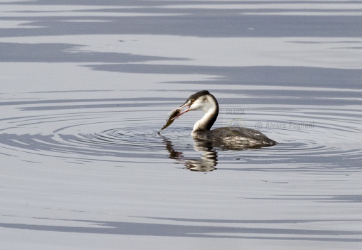 SVASSO MAGGIORE;  Great Crested Grebe; Podiceps cristatus