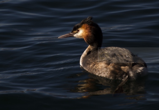 SVASSO MAGGIORE;  Great Crested Grebe; Podiceps cristatus