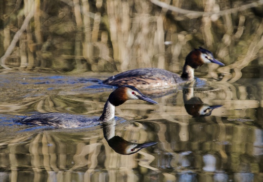 SVASSO MAGGIORE;  Great Crested Grebe; Podiceps cristatus