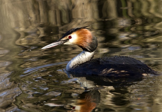 SVASSO MAGGIORE;  Great Crested Grebe; Podiceps cristatus